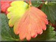 yellow red strawberry leaf