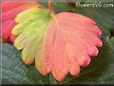 red green strawberry leaf