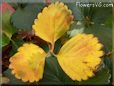 green yellow strawberry leaf
