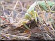 preying mantis eating grasshopper wings off