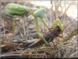 preying mantis eating grasshopper wings off