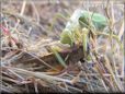 preying mantis eating grasshopper wings off
