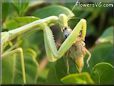 preying mantis eating grasshopper insect