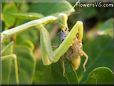 preying mantis eating grasshopper insect