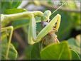 preying mantis eating grasshopper insect