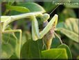 preying mantis eating grasshopper insect