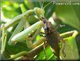 preying mantis eating grasshopper insect head