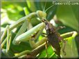 preying mantis eating grasshopper insect head