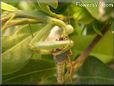preying mantis eating grasshopper insect