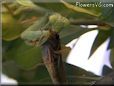 preying mantis eating grasshopper insect