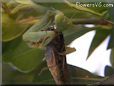 preying mantis eating grasshopper insect