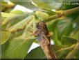 preying mantis eating grasshopper insect
