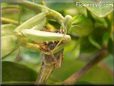 preying mantis eating grasshopper insect