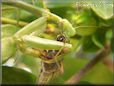 preying mantis eating grasshopper insect