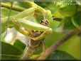 preying mantis eating grasshopper insect