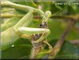 preying mantis eating grasshopper