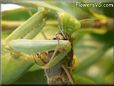 preying mantis eating grasshopper