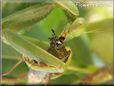 preying mantis eating grasshopper