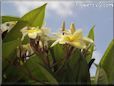 yellow white plumeria flower