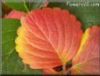 red yellow strawberry leaf pictures
