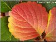 red yellow strawberry leaf