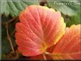 red yellow strawberry leaf