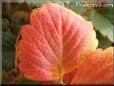 red yellow strawberry leaf