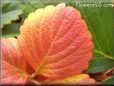 red yellow strawberry leaf