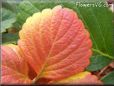 red yellow strawberry leaf