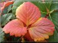 red yellow strawberry leaf