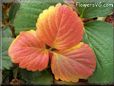 red yellow strawberry leaf