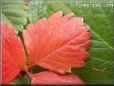 red strawberry leaf