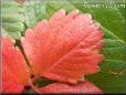red strawberry leaf pictures