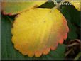 yellow red strawberry leaf