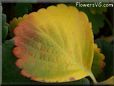 green yellow strawberry leaf