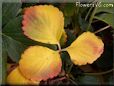 yellow red strawberry leaf