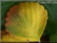 green yellow strawberry leaf