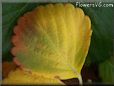 green yellow strawberry leaf