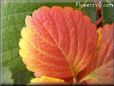 red yellow strawberry leaf