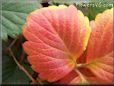 red yellow strawberry leaf