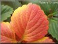 red yellow strawberry leaf