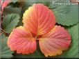 red yellow strawberry leaf