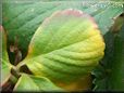 green yellow strawberry leaf