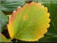 green strawberry leaf pictures