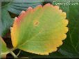 green yellow strawberry leaf