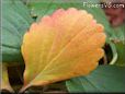 yellow red strawberry leaf