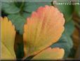 yellow red strawberry leaf