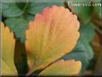 yellow red strawberry leaf