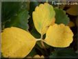 green yellow strawberry leaf