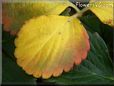 yellow red strawberry leaf